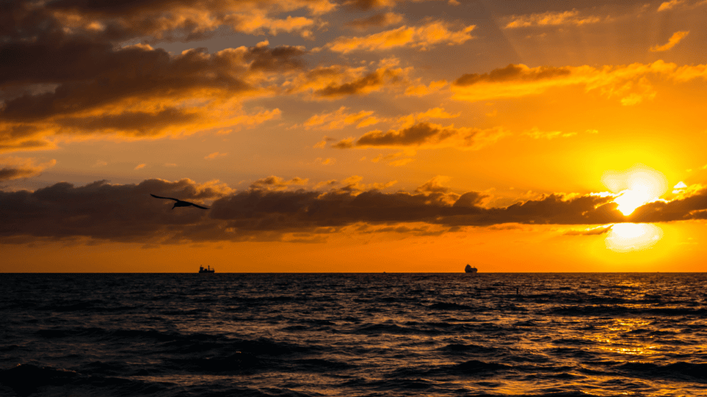 Sunset over the ocean with a bird in flight and ships on the horizon
