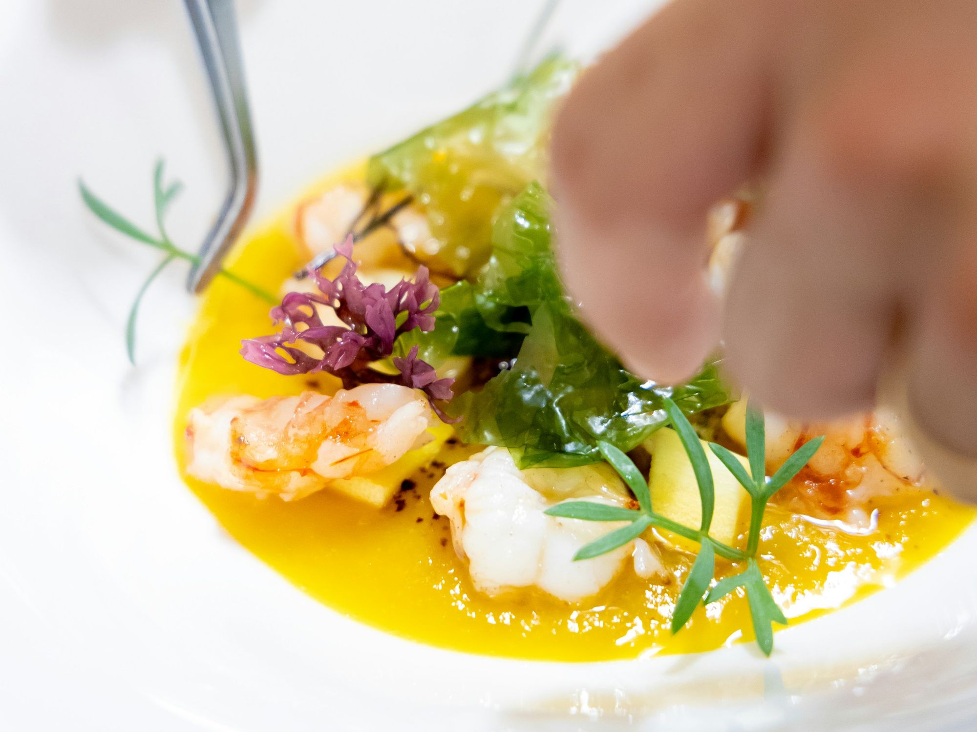 Chef plating a fine dining dish of prawns and herbs in a yellow sauce